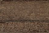 Permineralized Wood Covered In Sparkling Quartz - Germany #307000-1